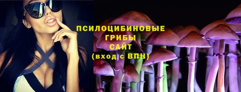 где можно купить   Томилино  Псилоцибиновые грибы Magic Shrooms 